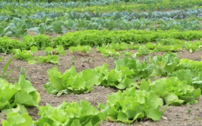 What is Organic Farming? – Definition, Benefits, Types, Advantages & Disadvantages