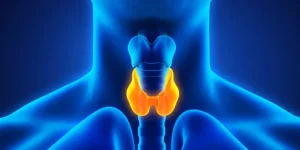 The thyroid gland is a small butterfly-shaped organ located in the neck, responsible for producing essential hormones like thyroxine (T4) and triiodothyronine (T3). 